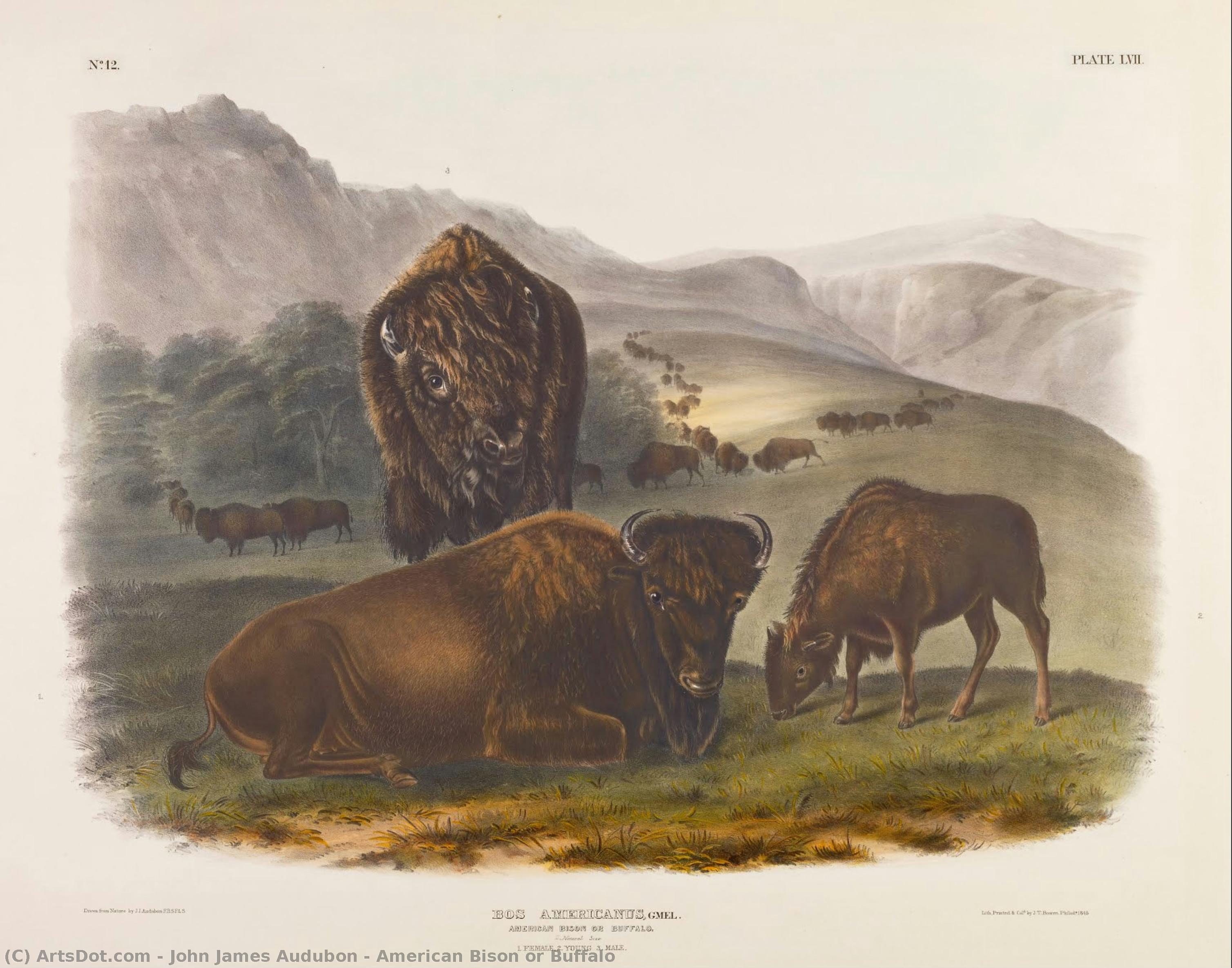 American Bison Or Buffalo — John James Audubon