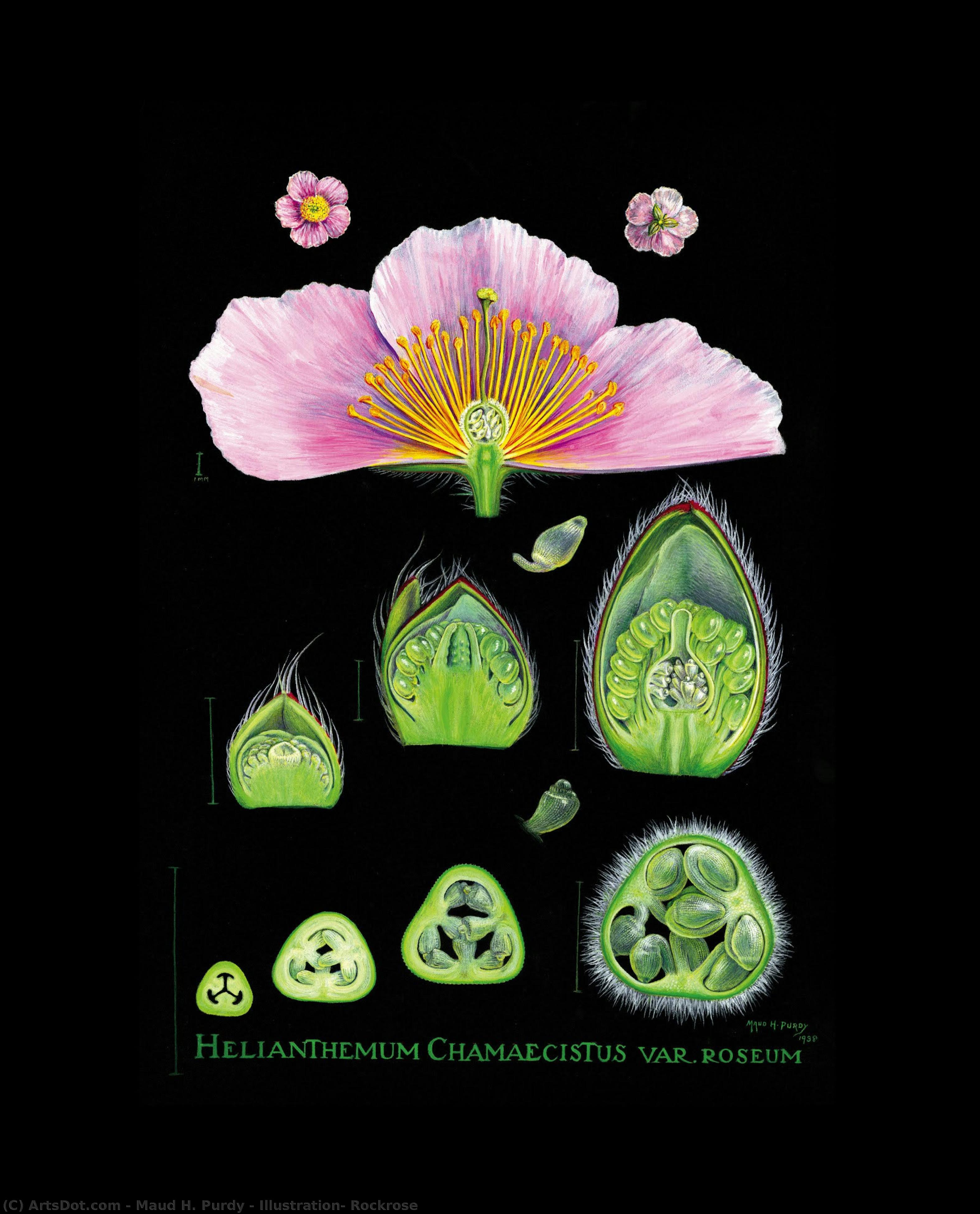 Illustration: Rockrose — Maud H. Purdy