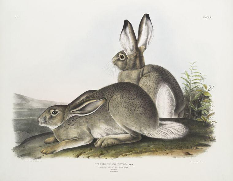 Lepus Townsendii, Townsend's Rocky Mountain Hare. Natural Size. Male ^ Female — John James Audubon