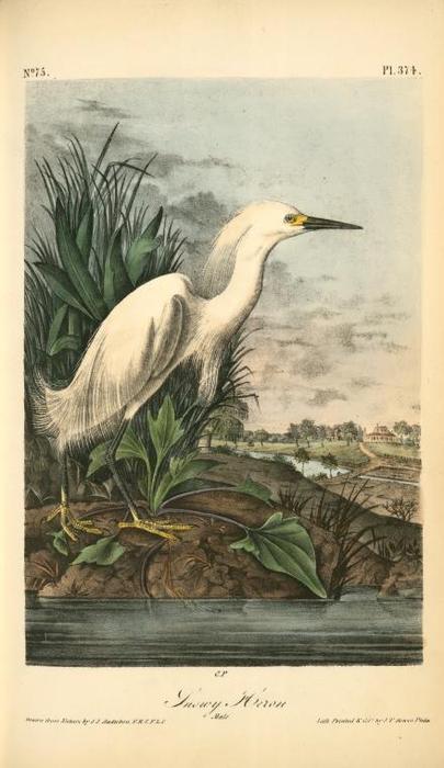 Snowy Heron. Male — John James Audubon