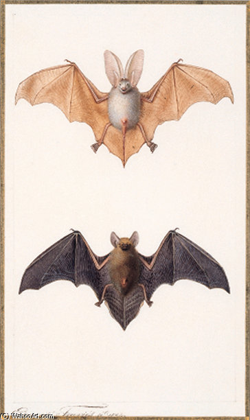 Long-eared Bat — Edouard Traviès