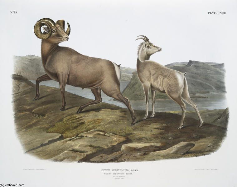 Ovis Montana, Rocky Mountain Sheep. Male ^ Female. — John James Audubon