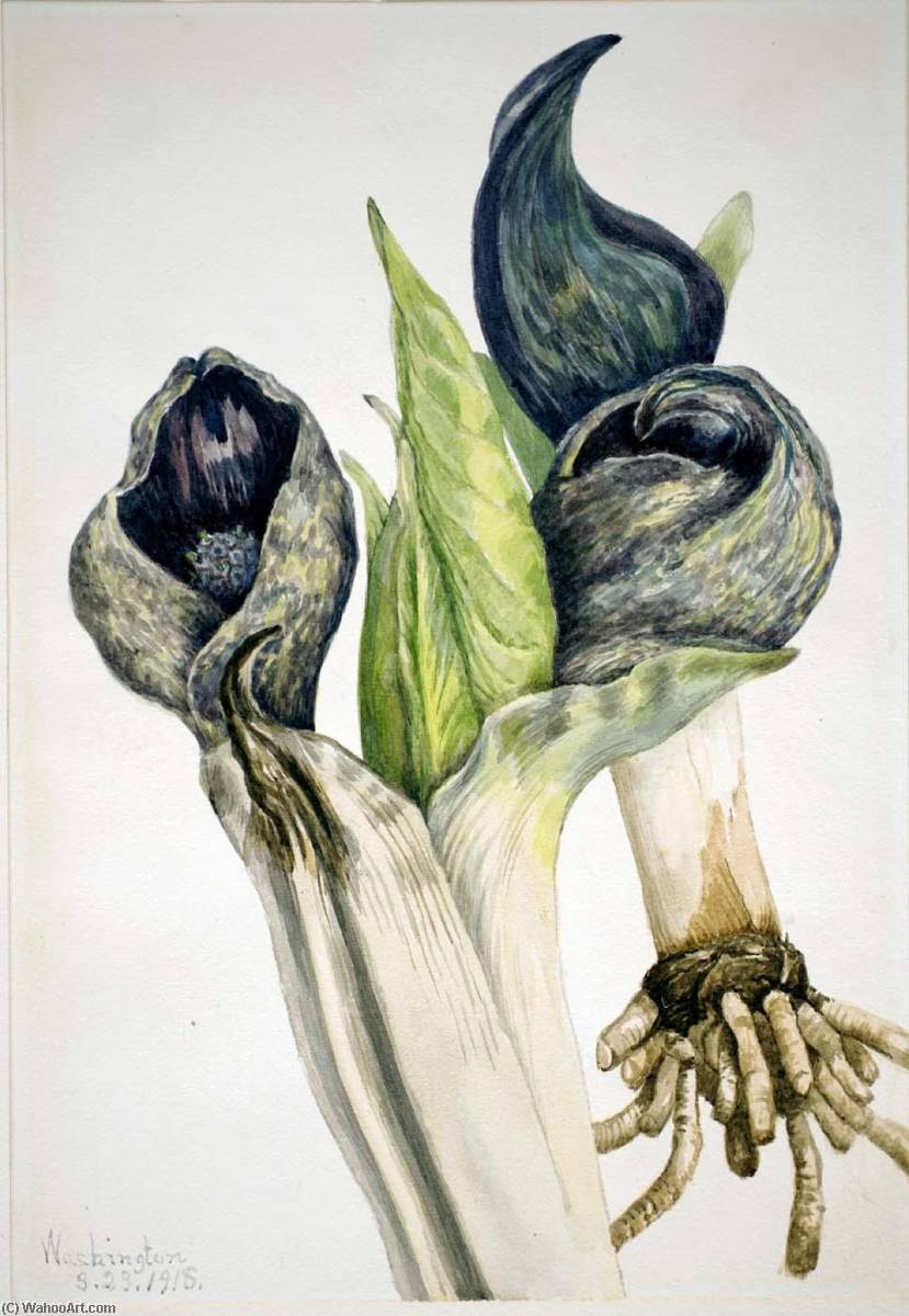 Skunk Cabbage (spathyema Foetida) — Mary Vaux Walcott