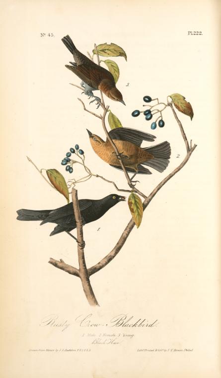 Rusty Crow-blackbird. 1. Male. 2. Female. 3. Young. (black Haw) — John James Audubon