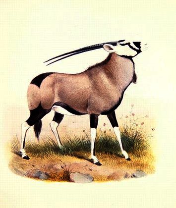 The Gemsbok — Joseph Wolf
