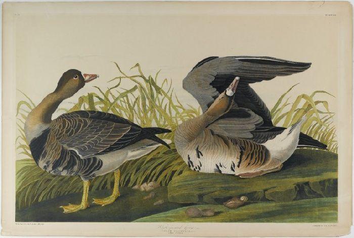 White-fronted Goose — John James Audubon