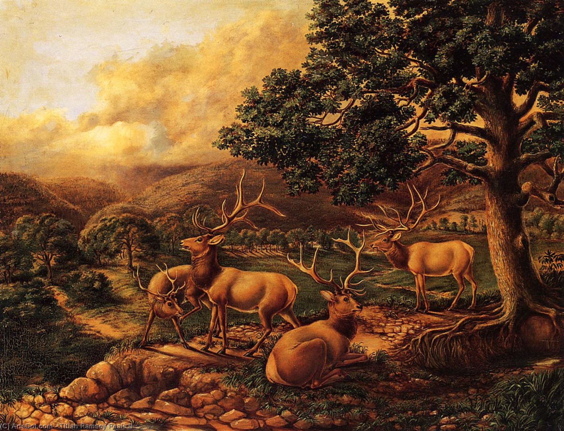 Four Elk — Titian Ramsay Peale Ii