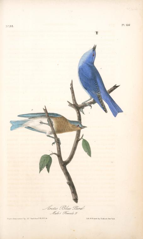 Arctic Blue Bird. 1. Male. 2. Female. — John James Audubon