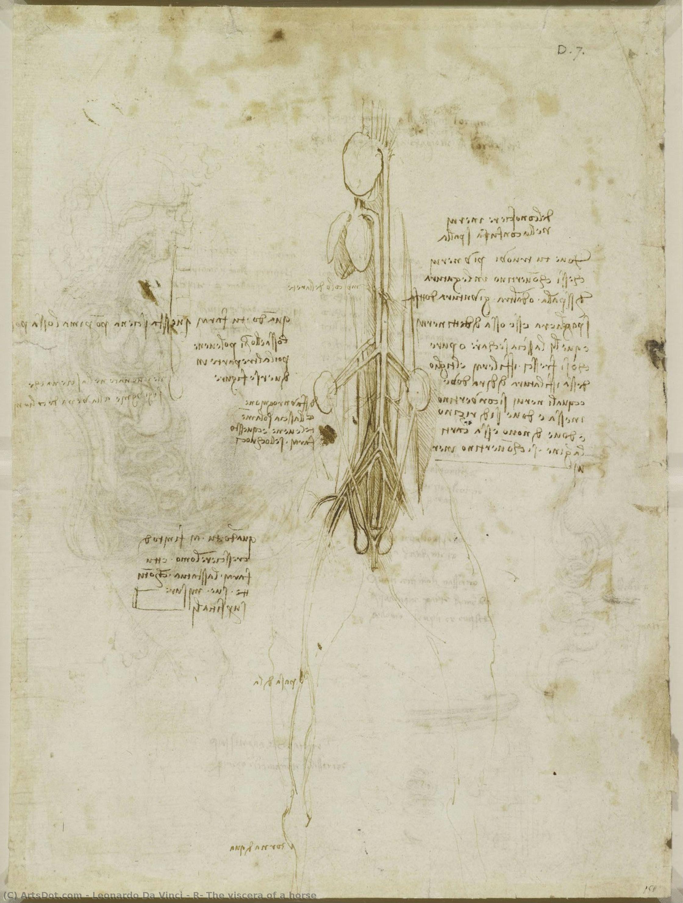 R: The Viscera Of A Horse — Leonardo Da Vinci