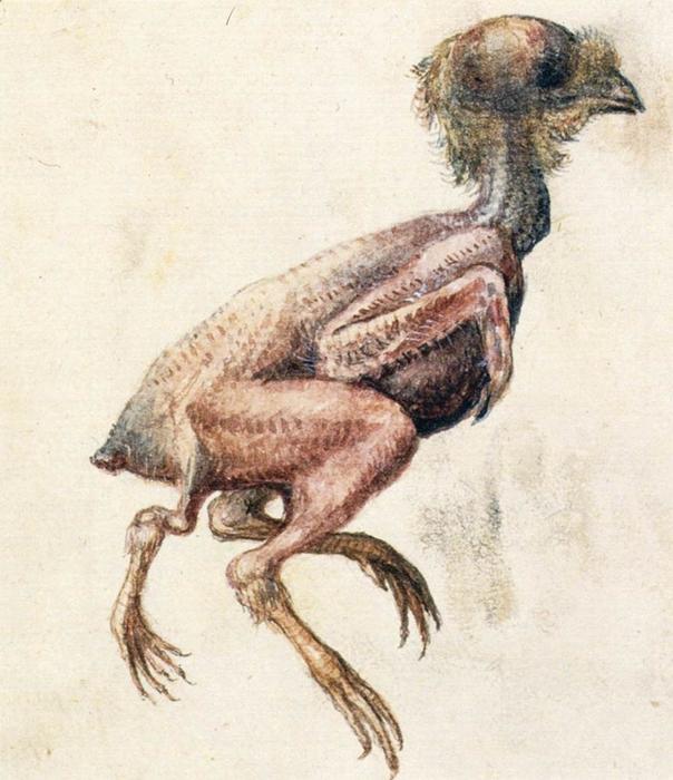 Study Of A Featherless Three-footed Chick — Giuseppe Arcimboldo