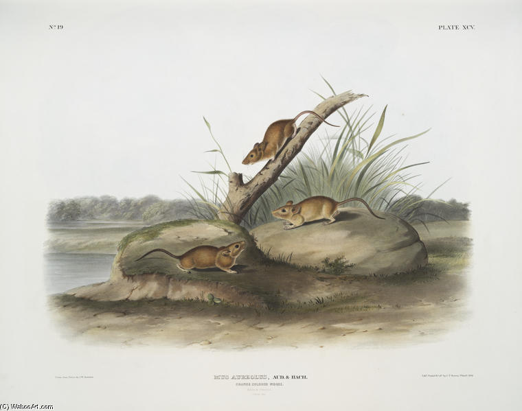 Mus Aureolus, Orange Colored Mouse — John James Audubon