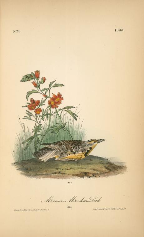 Missouri Meadow-lark. Male — John James Audubon