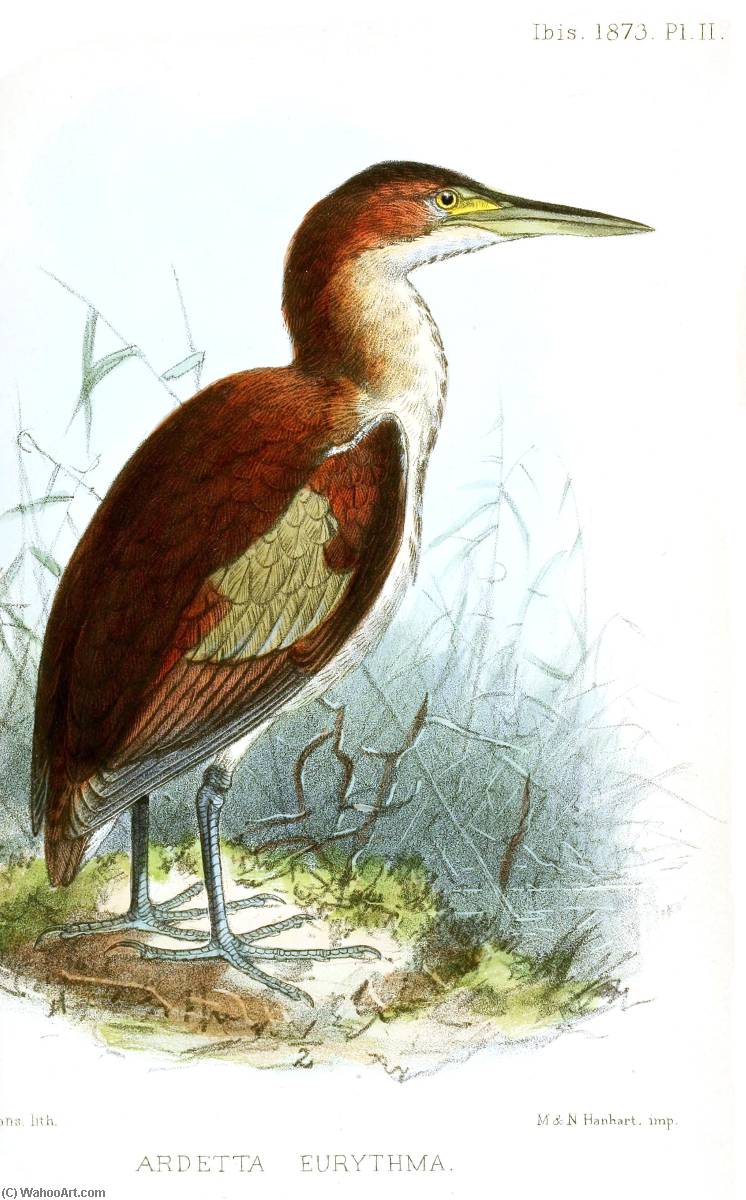Untitled (aqtgmj) — John Gerrard Keulemans