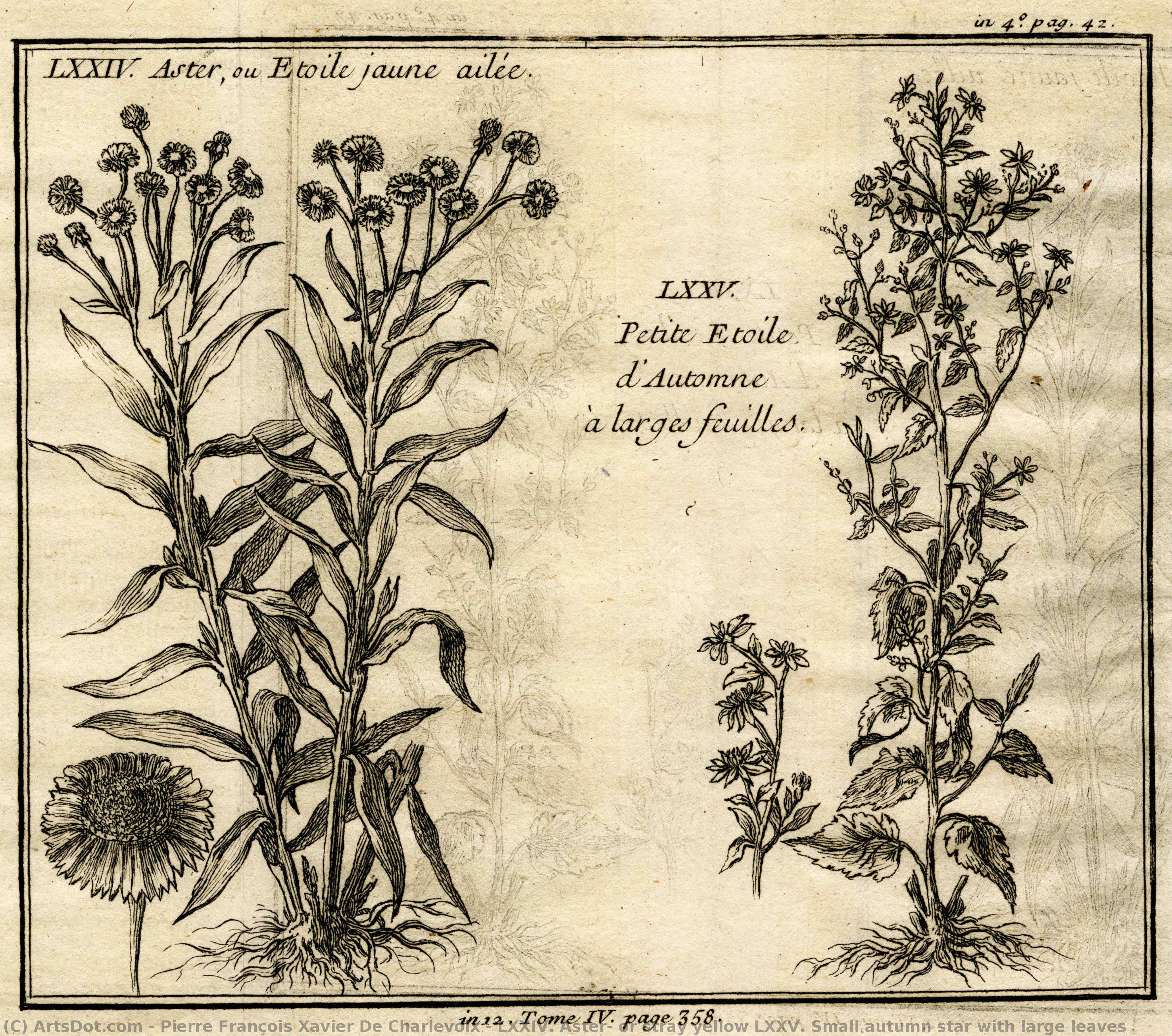 Lxxiv. Aster, Or Stray Yellow Lxxv. Small Autumn Star With Large Leaves — Pierre François Xavier De Charlevoix