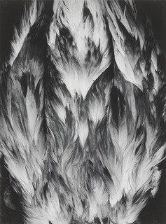 Feathers — Paul Caponigro