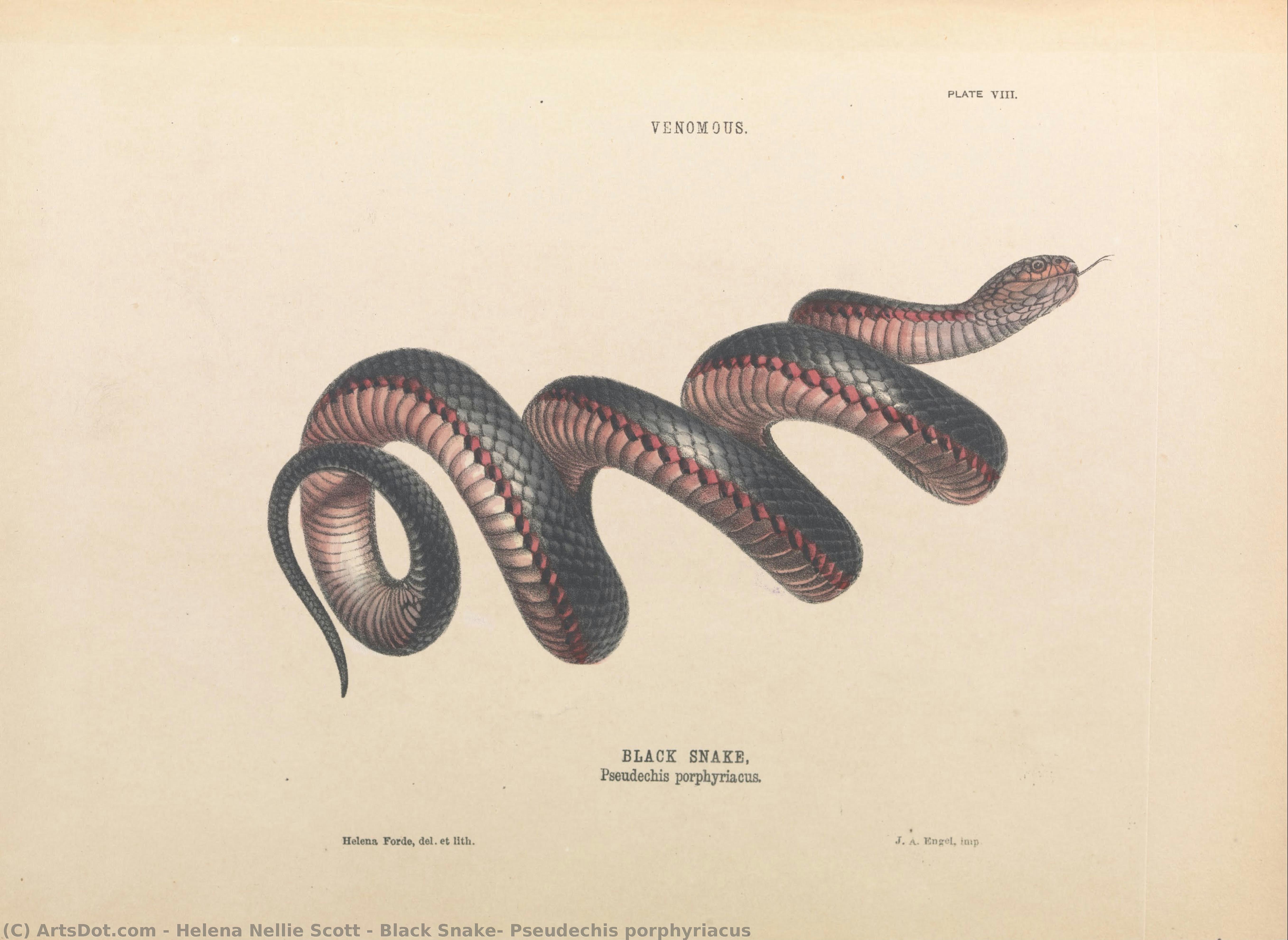 Black Snake, Pseudechis Porphyriacus — Helena Nellie Scott