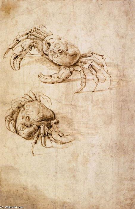 Studies Of Crabs — Leonardo Da Vinci