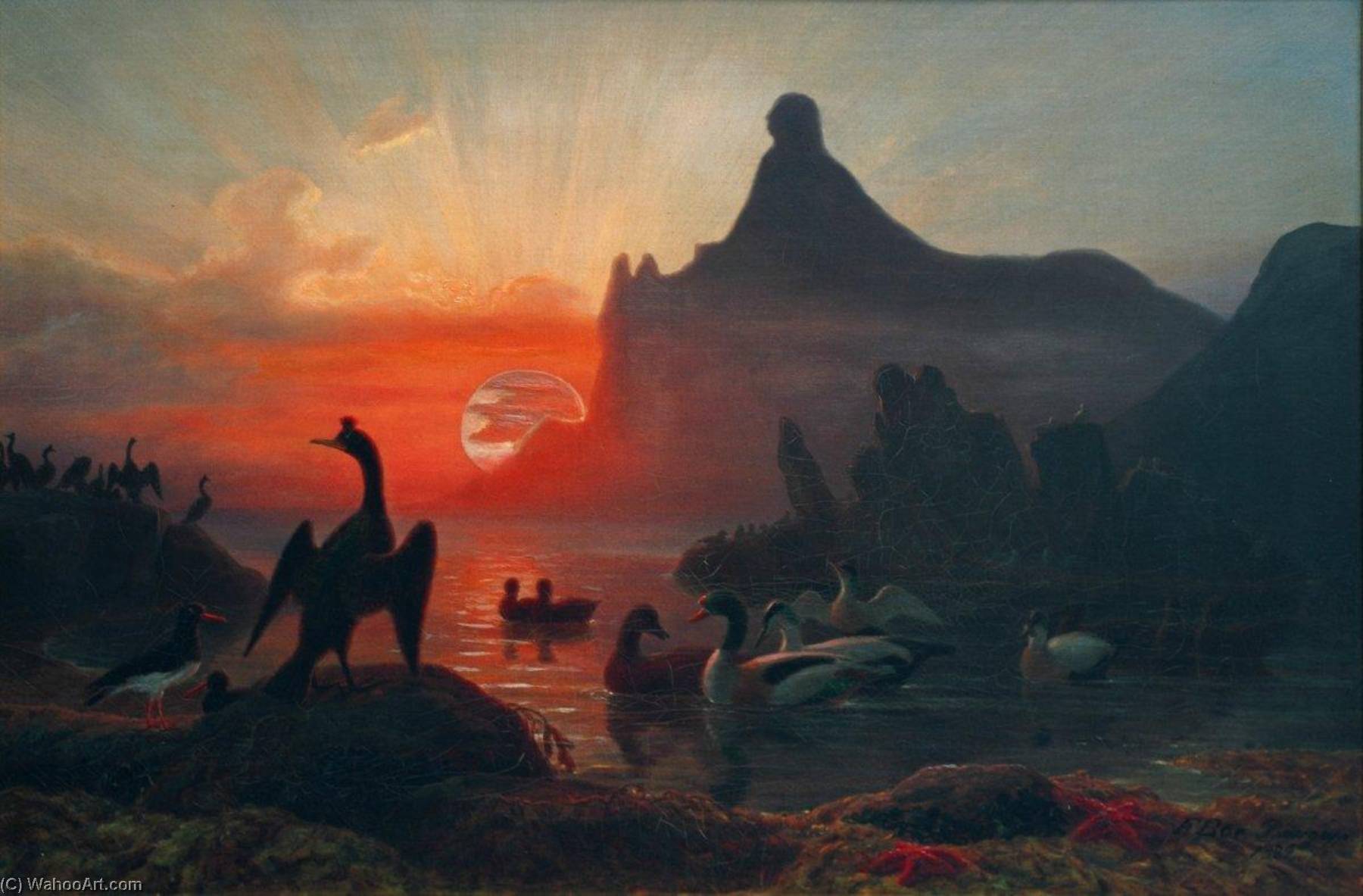 Norwegian Seabirds In The Midnight Sun — Frants Bøe