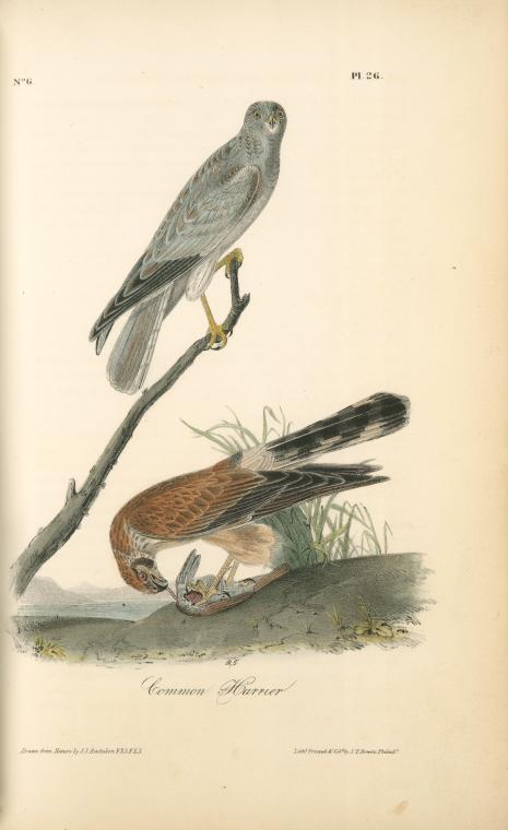 Common Harrier — John James Audubon
