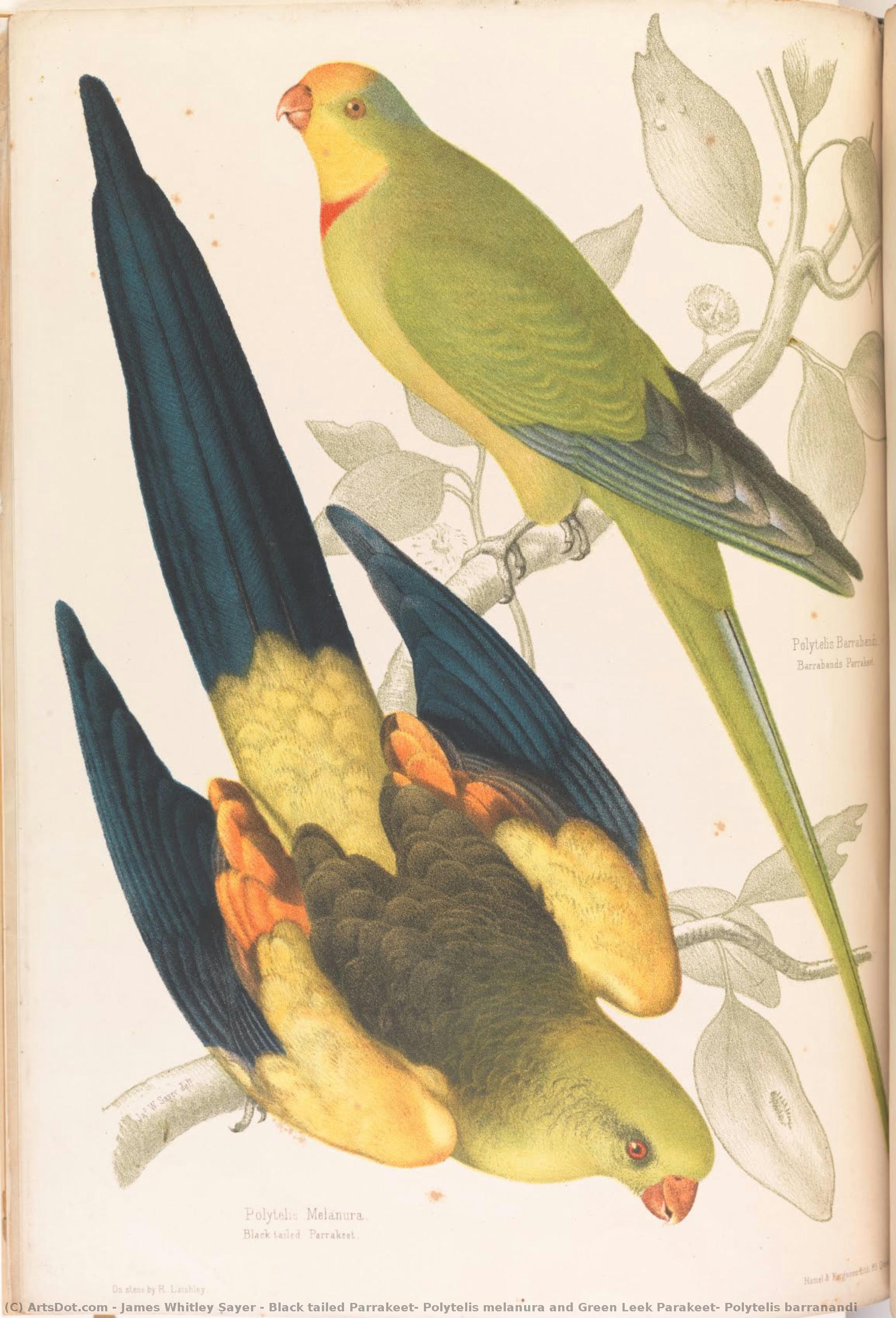 Black Tailed Parrakeet, Polytelis Melanura And Green Leek Parakeet, Polytelis Barranandi — James Whitley Sayer