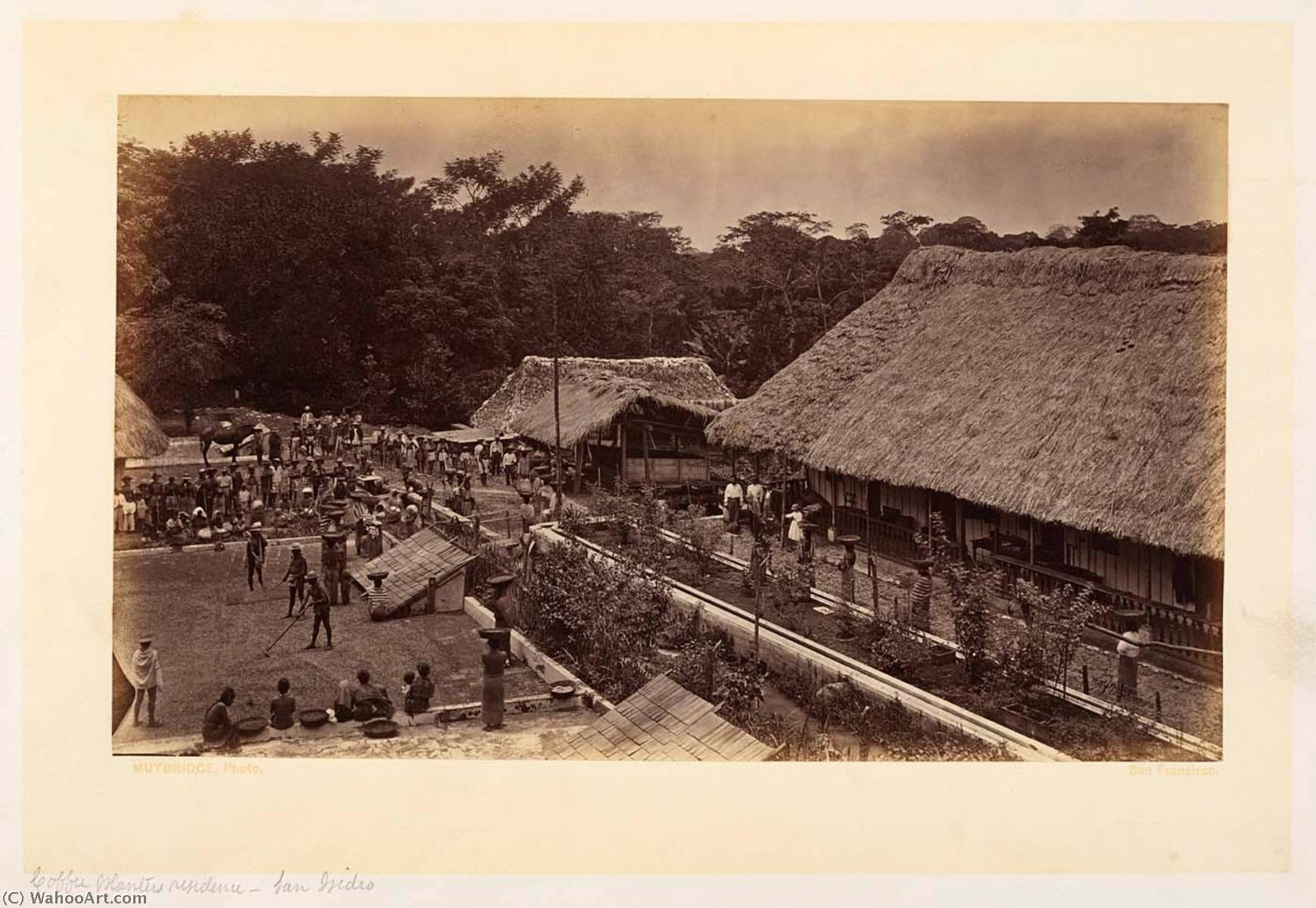 Coffee Planters Residence San Isidro — Eadweard J Muybridge