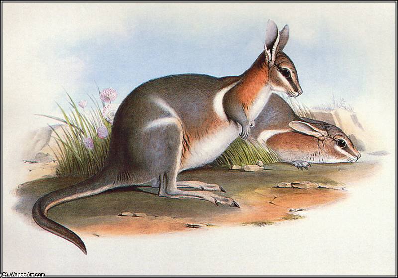 Crescent Nail - Tail Wallaby — John Gould