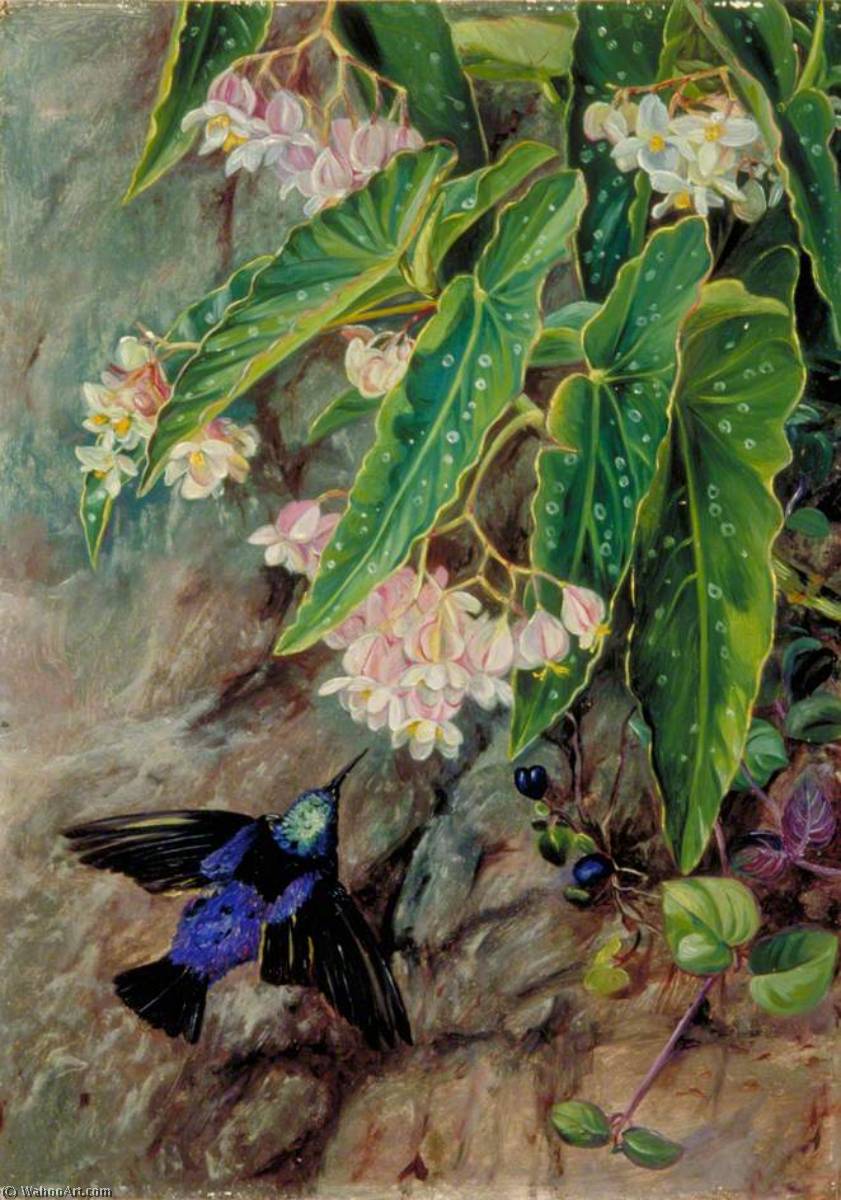 Brazilian Flowers — Marianne North