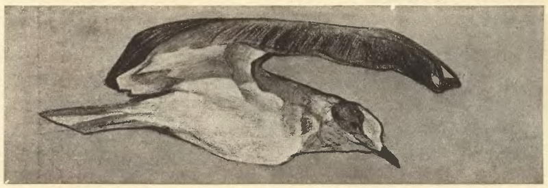 Seagull — Nicholas Roerich