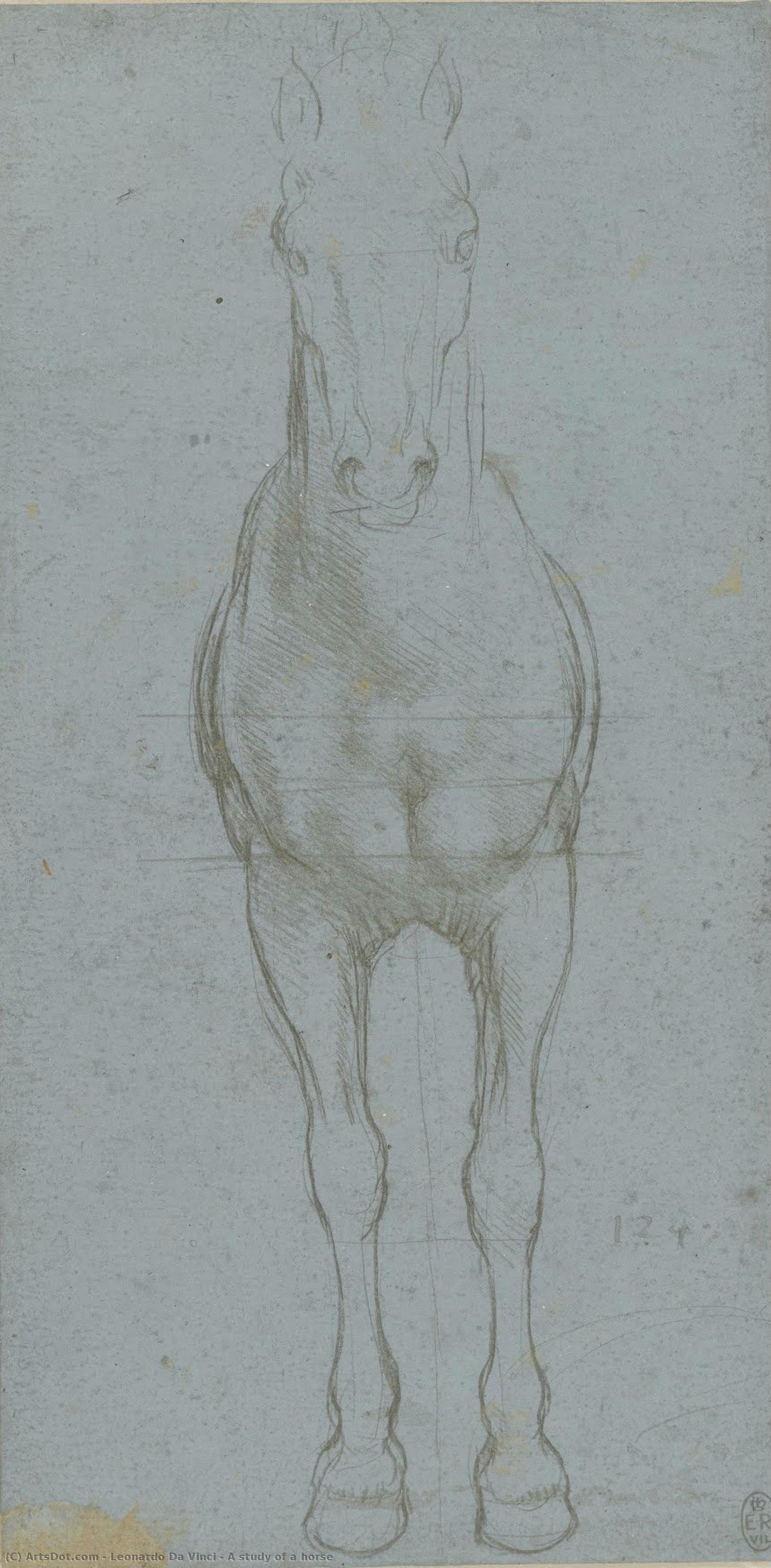 A Study Of A Horse — Leonardo Da Vinci