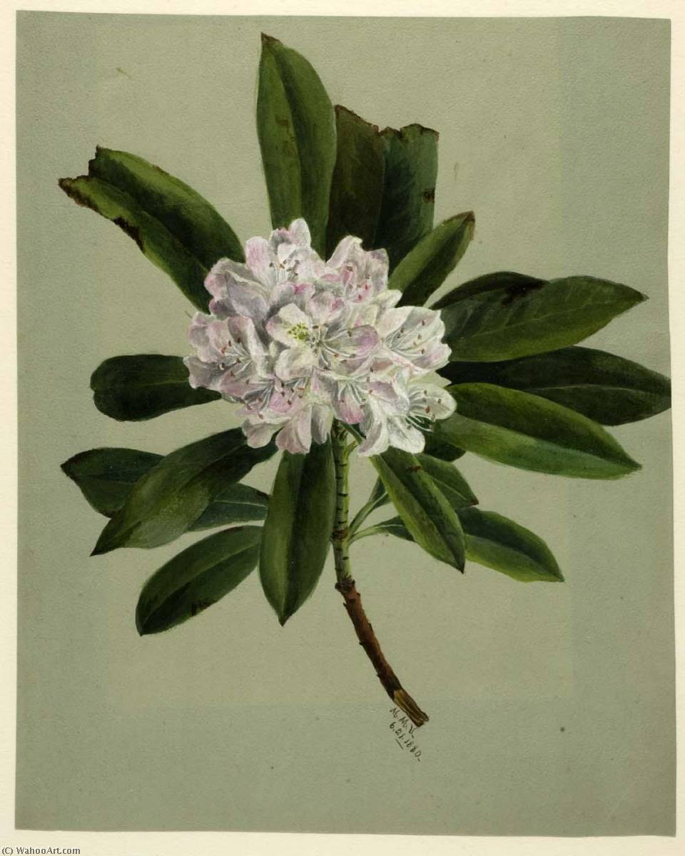 Rhododendron (rhododendron Maximum) — Mary Vaux Walcott