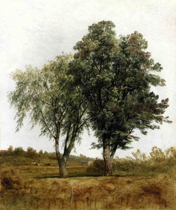 A Study Of Trees — John Frederick Kensett