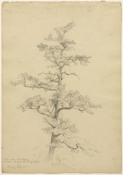 Pine Tree, Conway, New Hampshire — David Johnson