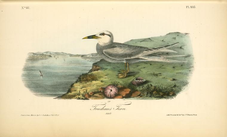 Trudeas's Tern. Adult — John James Audubon