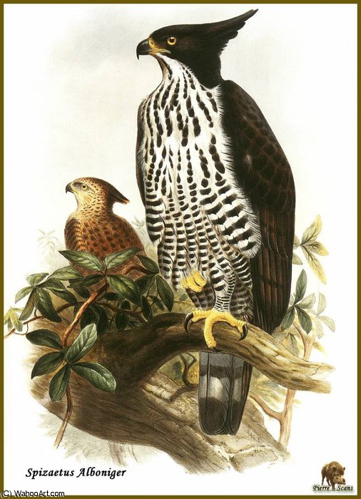 Aigle De Blyth — John Gould