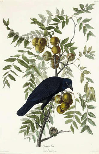 American Crow — Robert Havell