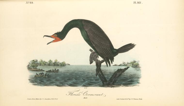 Florida Cormorant. Male — John James Audubon