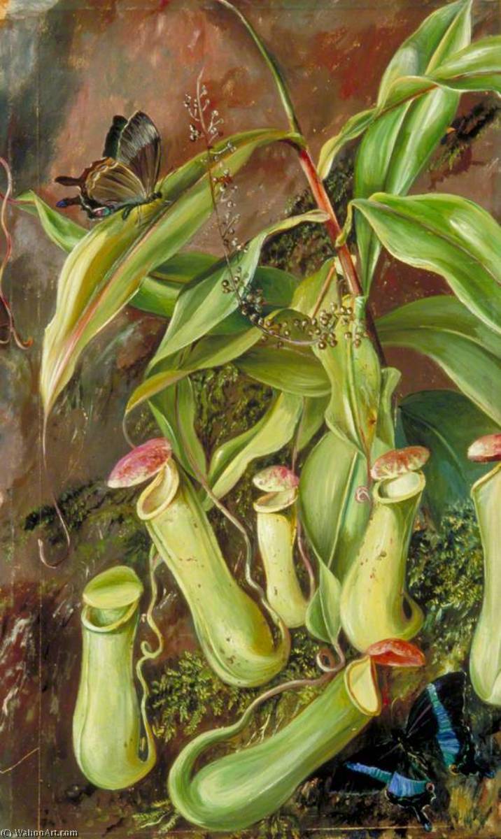 Ceylon Pitcher Plant And Butterflies — Marianne North