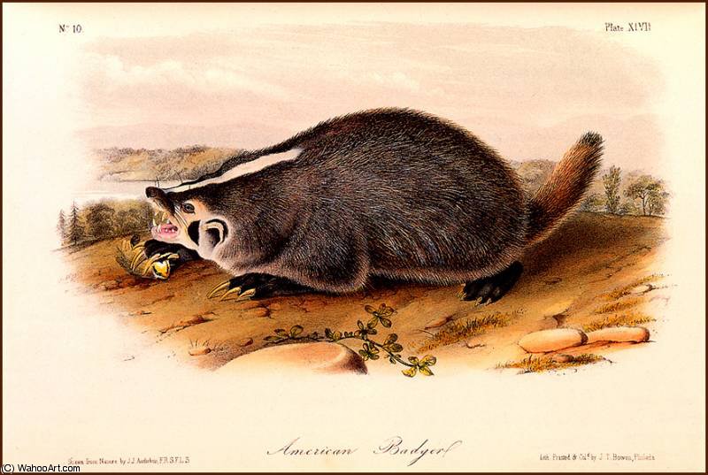 American Badger — John James Audubon