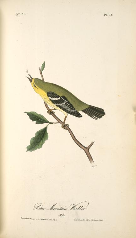 Blue-mountain Warbler. Male. — John James Audubon