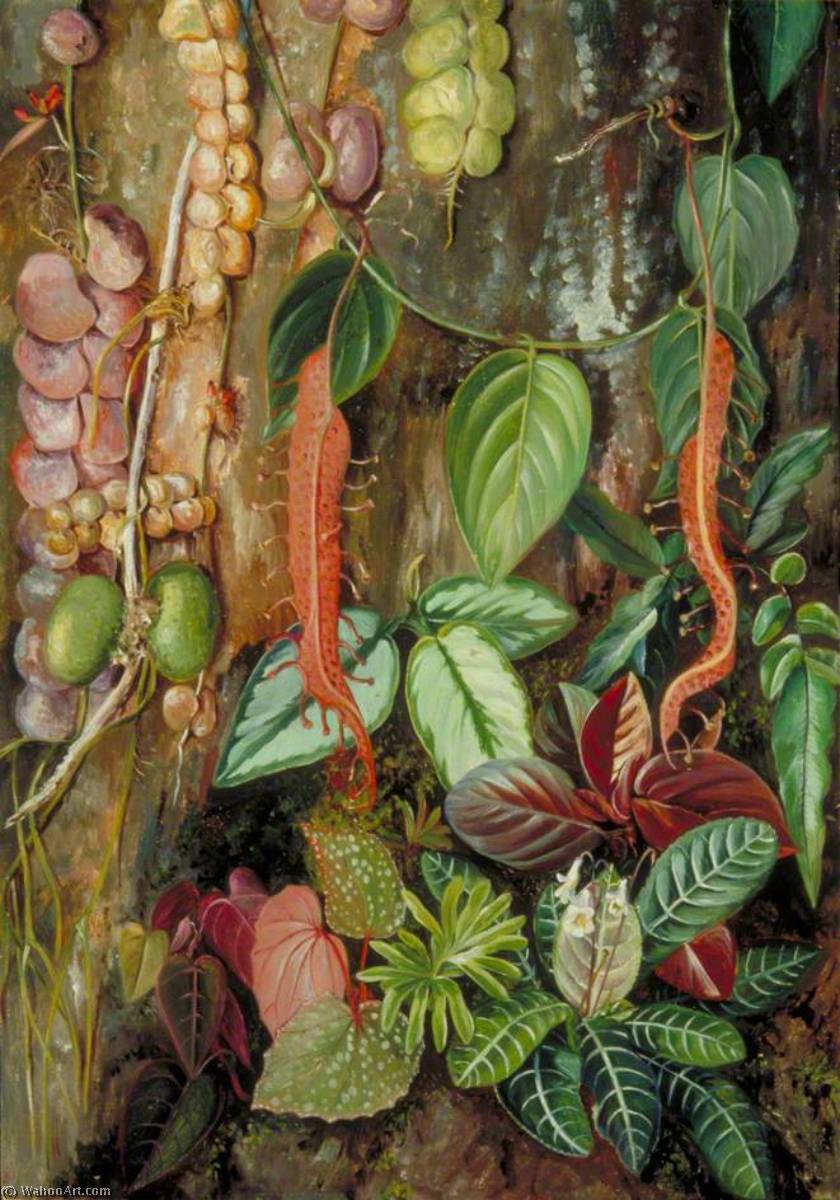 Group Of Bornean Plants — Marianne North