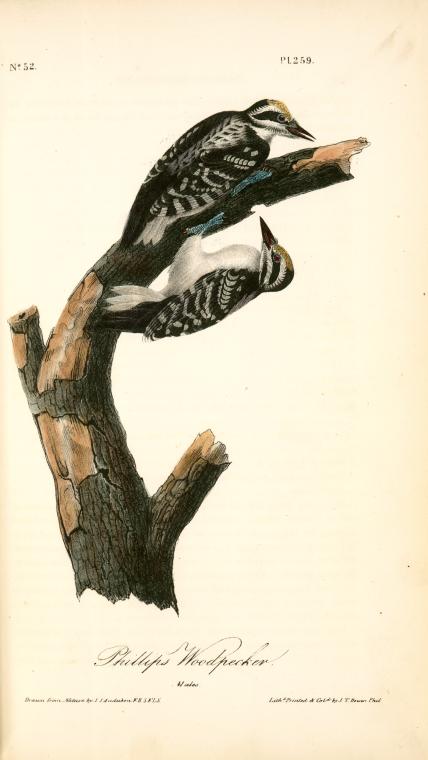 Phillips Woodpecker. Males — John James Audubon