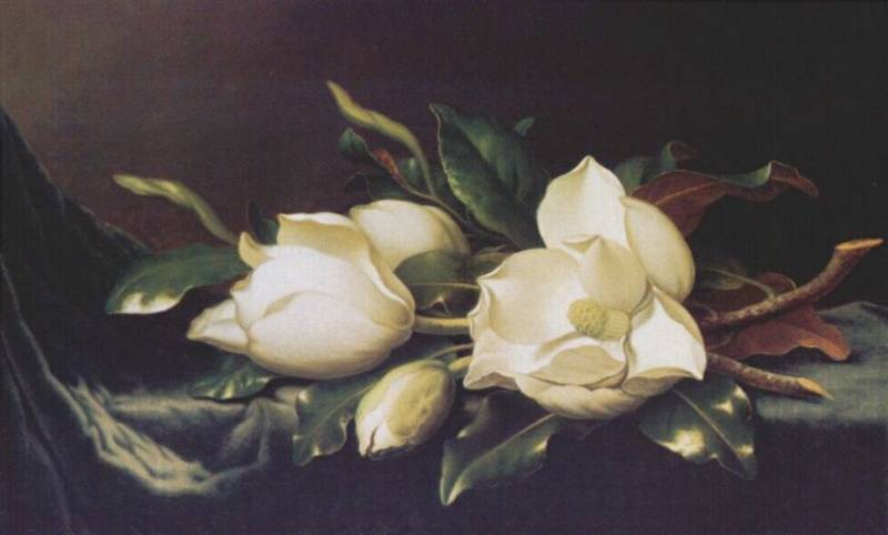 Magnolias — Martin Johnson Heade