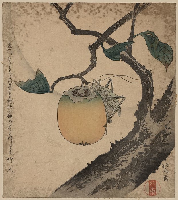 Grasshopper Eating Persimmon — Katsushika Hokusai