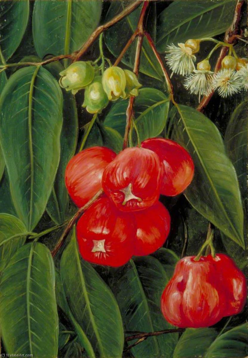 Flowers And Fruit Of The Jamboa Boll, Java — Marianne North