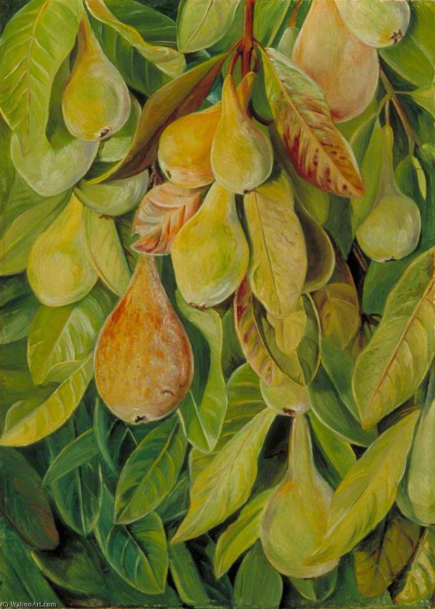 Cabazina Pears, Brazil — Marianne North