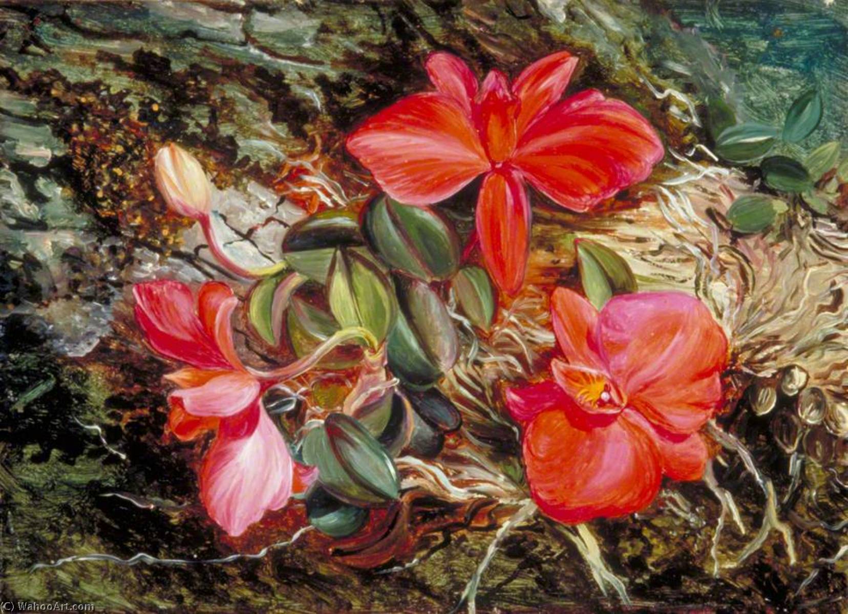 Another Brazilian Orchid — Marianne North