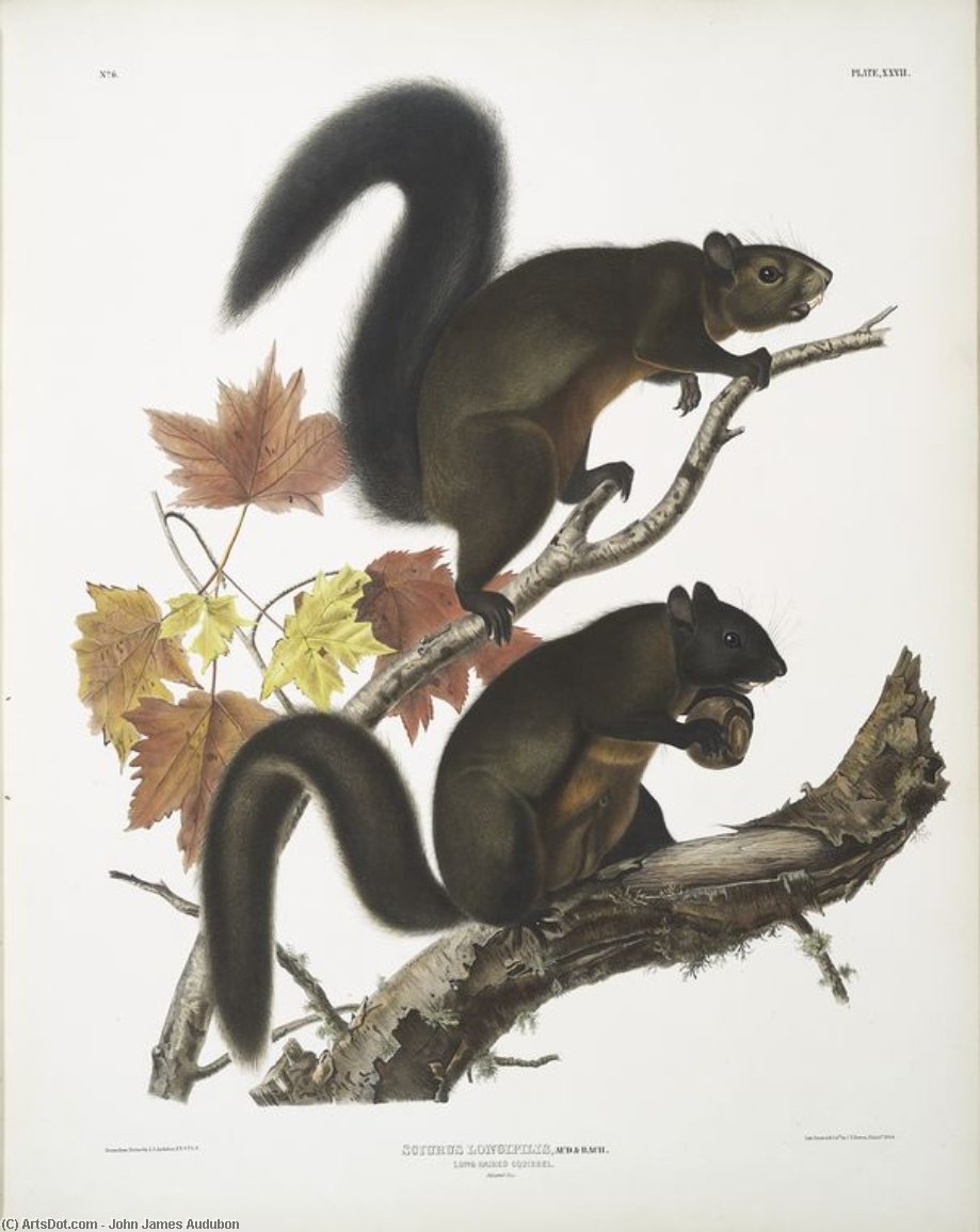 Sciurus Longipilis, Long-haired Squirrel. Natural Size — John James Audubon
