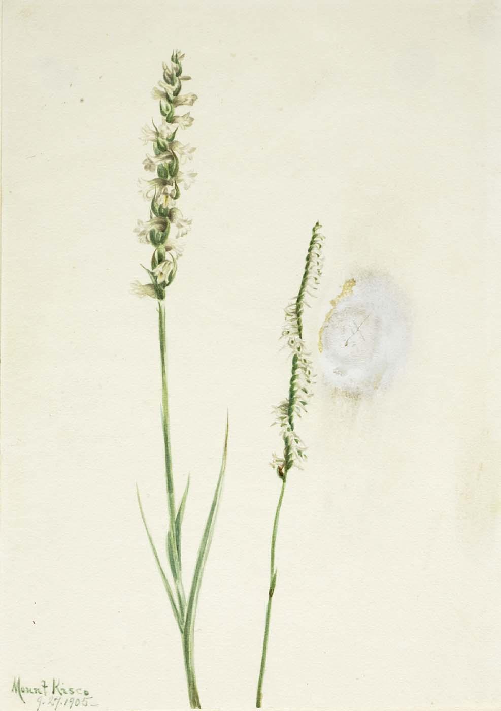 Nodding Ladies Tresses (ibidium Cernum) — Mary Vaux Walcott