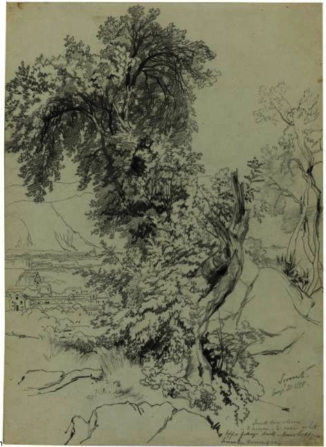 Study Of Trees Near Sorrento — Edward Lear