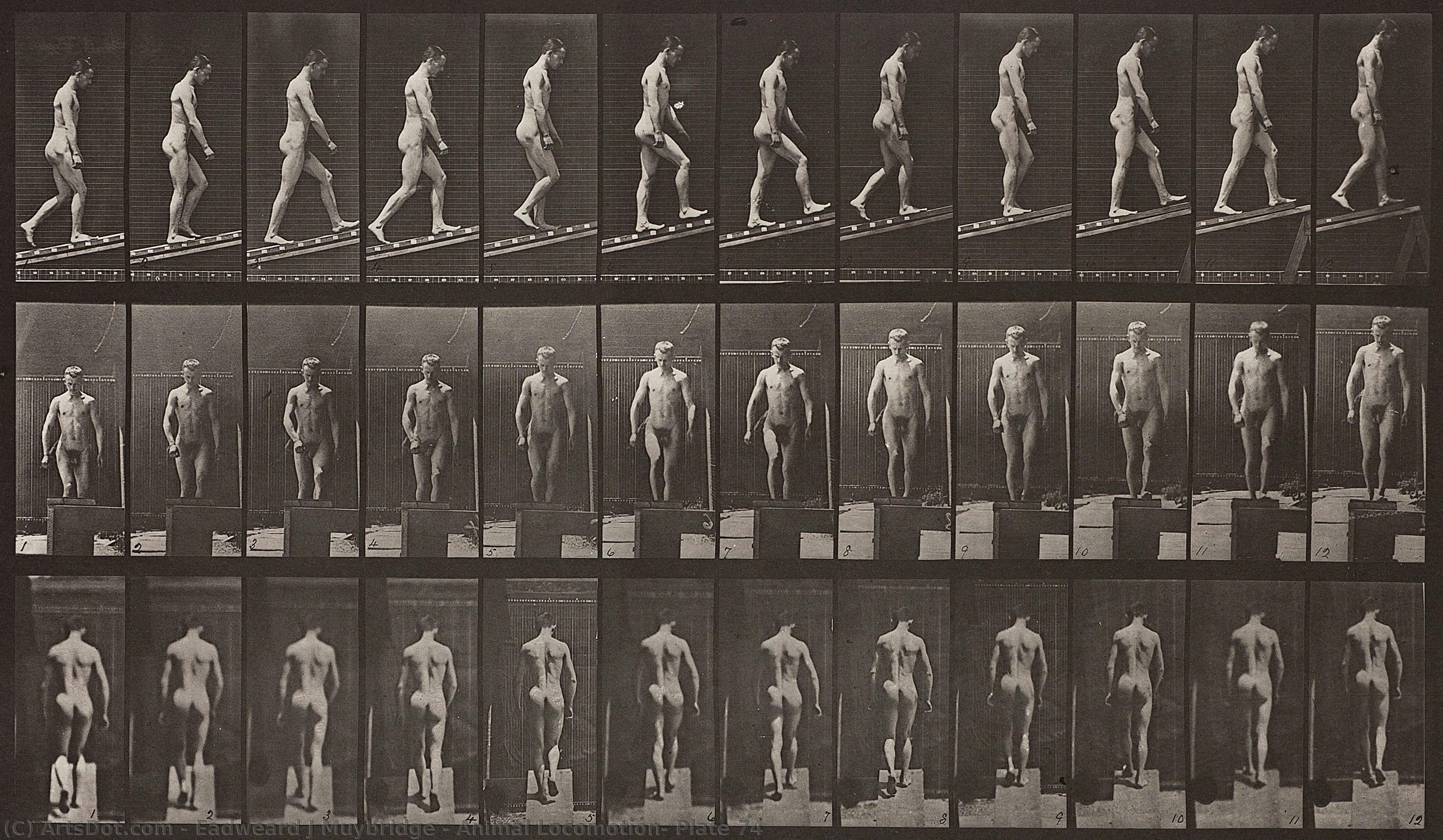 Animal Locomotion, Plate 74 — Eadweard J Muybridge